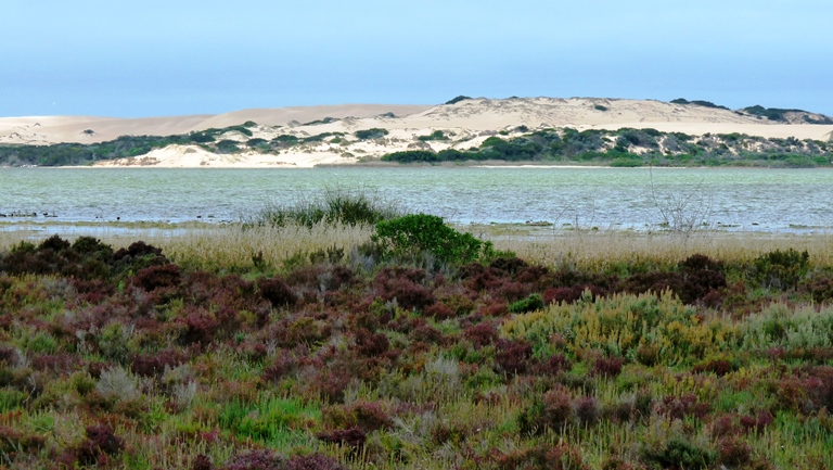 D&uuml;nen der Younghusband Peninsula